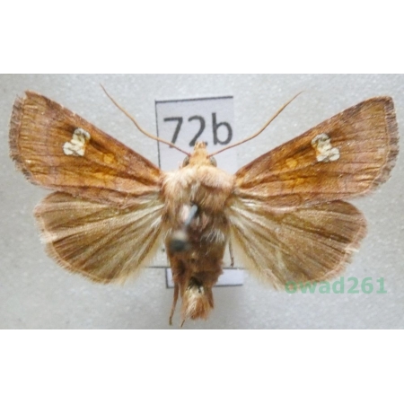 Amphipoea oculea (Linnaeus, 1761) Czech72b